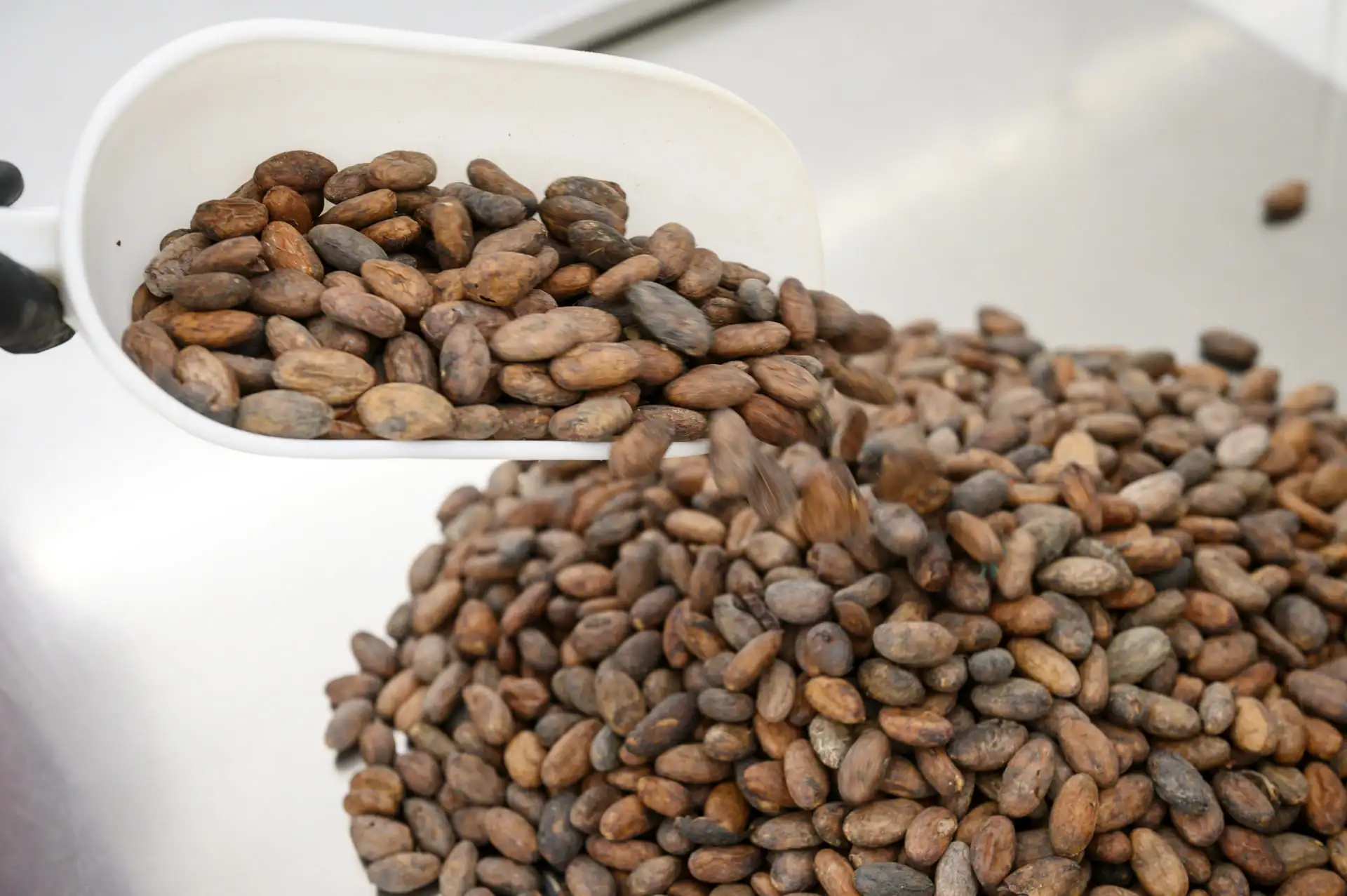 cioccolato-artigianale-diventa-cioccolatiere-fave-cacao